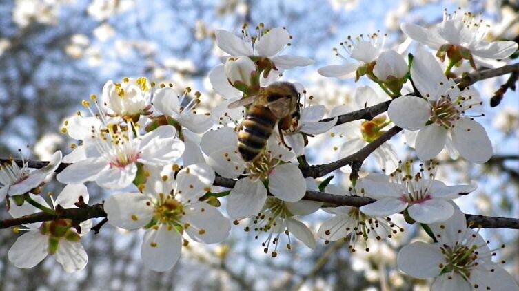    Пчела на вишне Фото: Шпилева О.А., личный архив