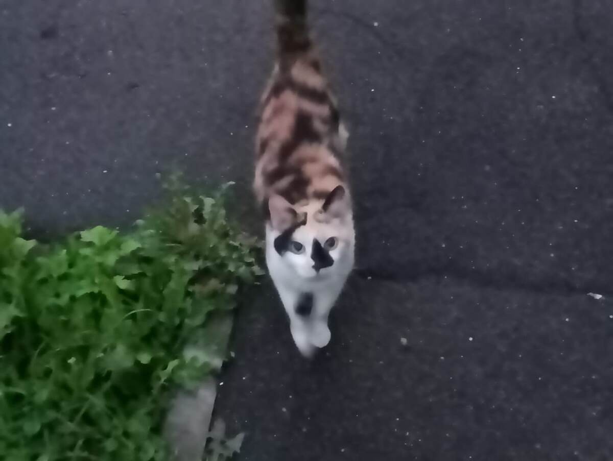 Фото автора. Кошка ждала.