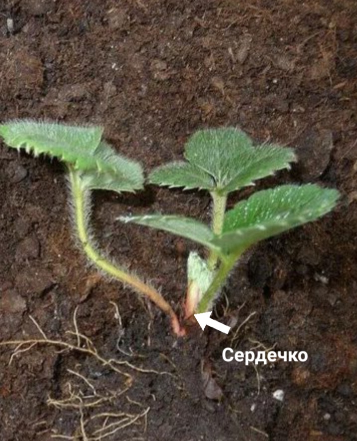 "Сердечко" у розетки клубники