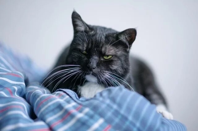    Почему кошки и собаки зевают, когда лежат рядом с хозяином?