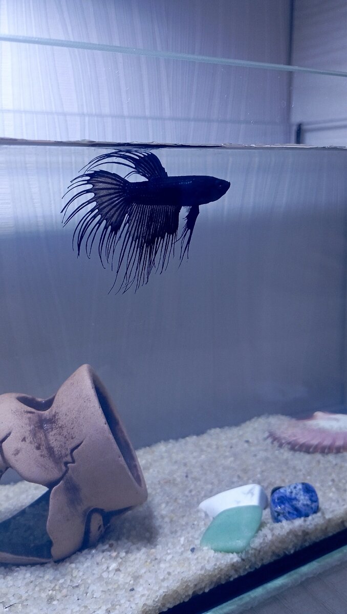 Чëрный коронохвостый рыба петушок Инь