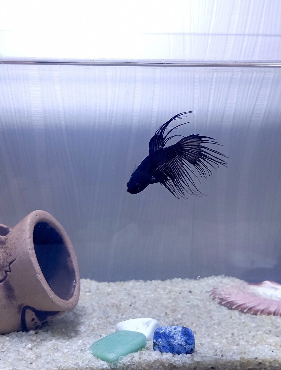 Чëрный коронохвостый рыба петушок Инь