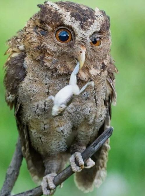 Все фото и картинки взяты из сети интернет для иллюстрации.