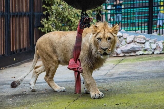    Фото: парк флоры и фауны "Роев ручей"