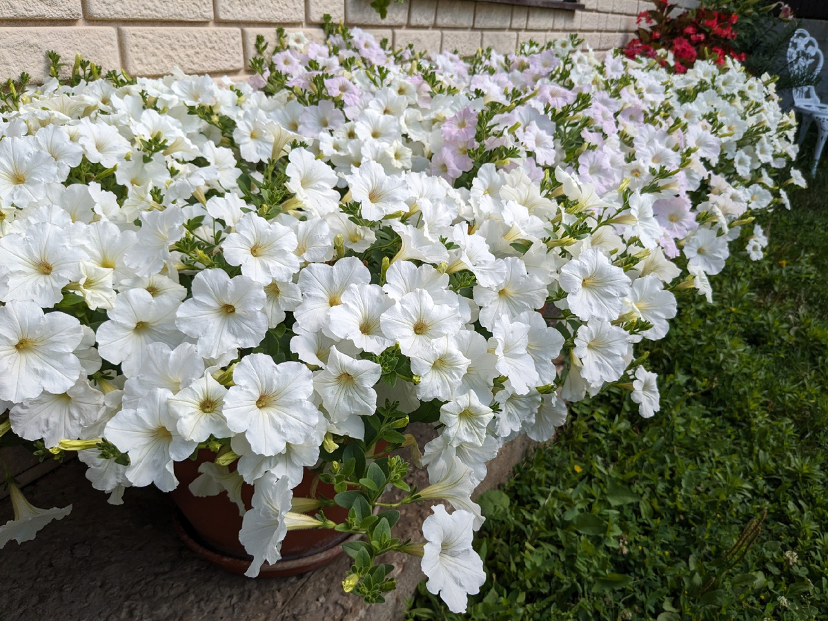 ������� ����