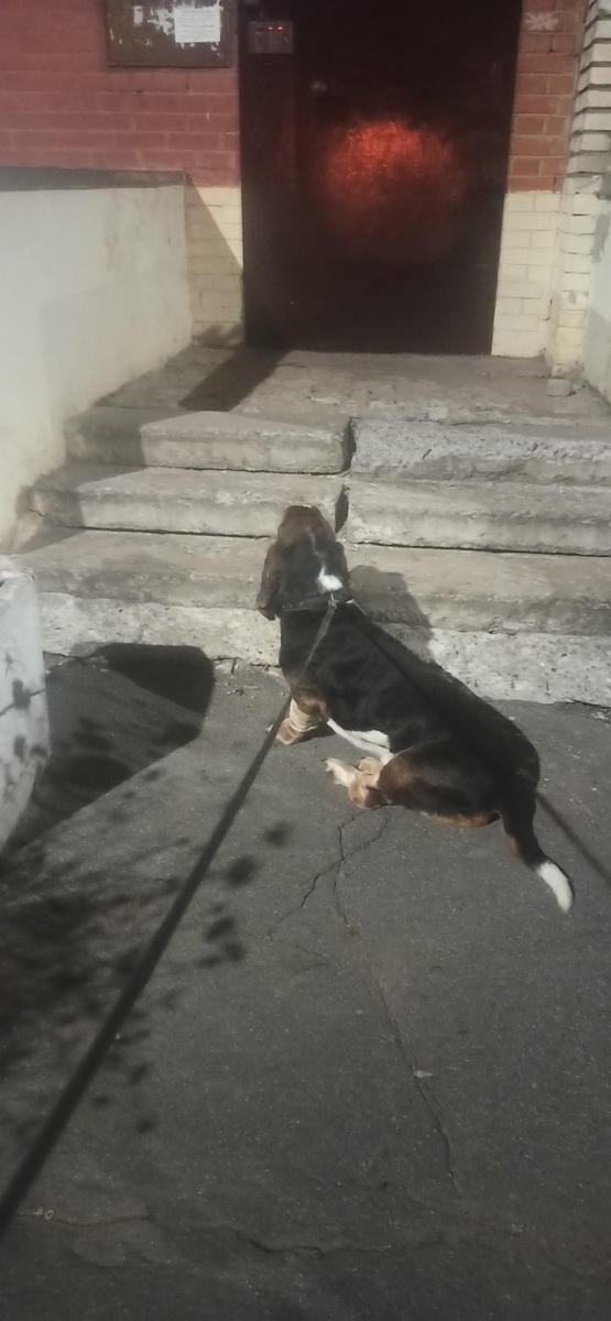 Собако Шервуд ждёт нашу подружку Свету, когда она к нам из подъезда выйдет😎