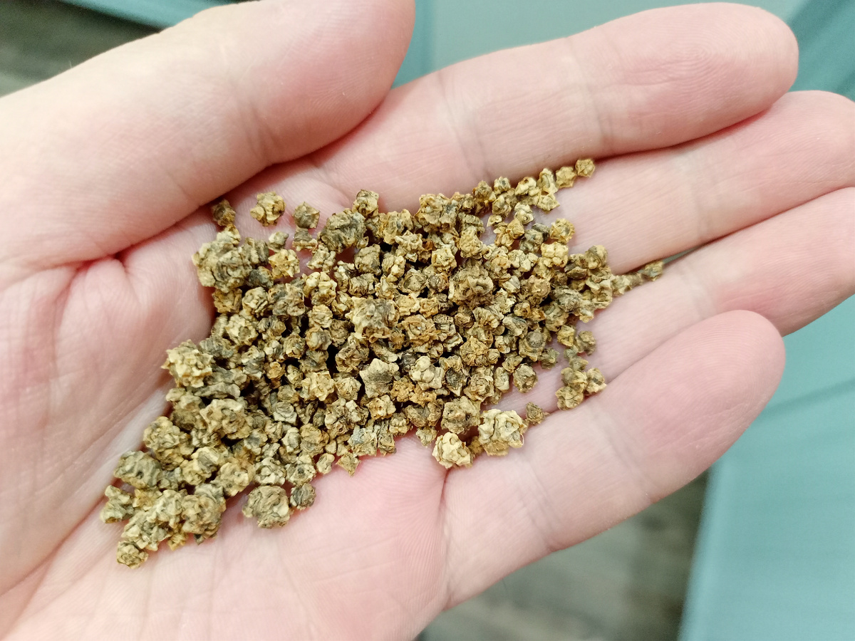 Так выглядят семена свеклы.....