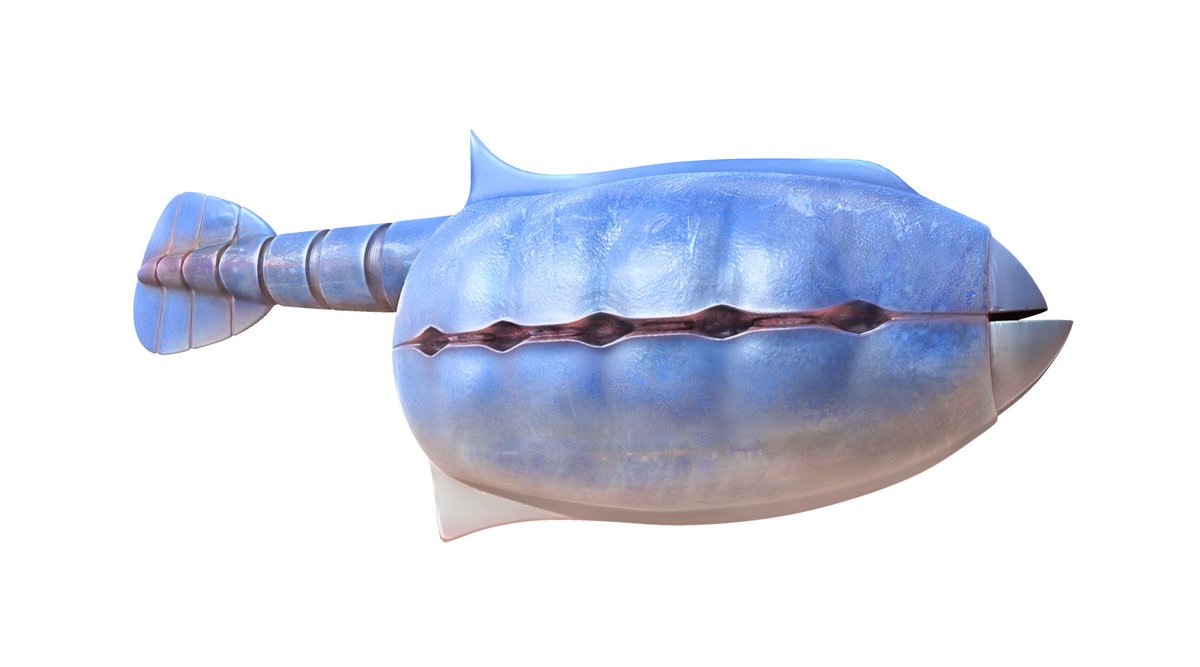 Ветуликолия