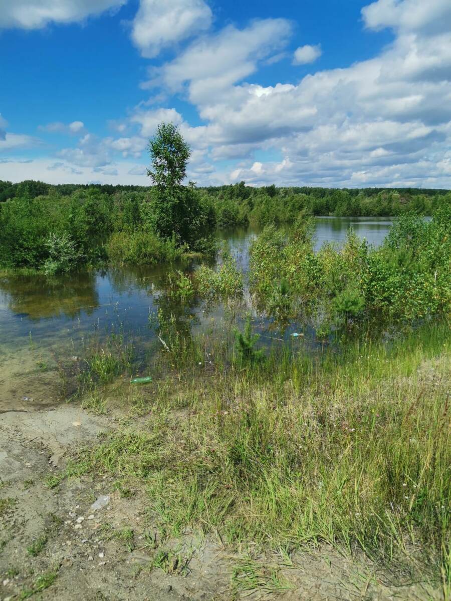 В лесу не далеко от места сбора грибов