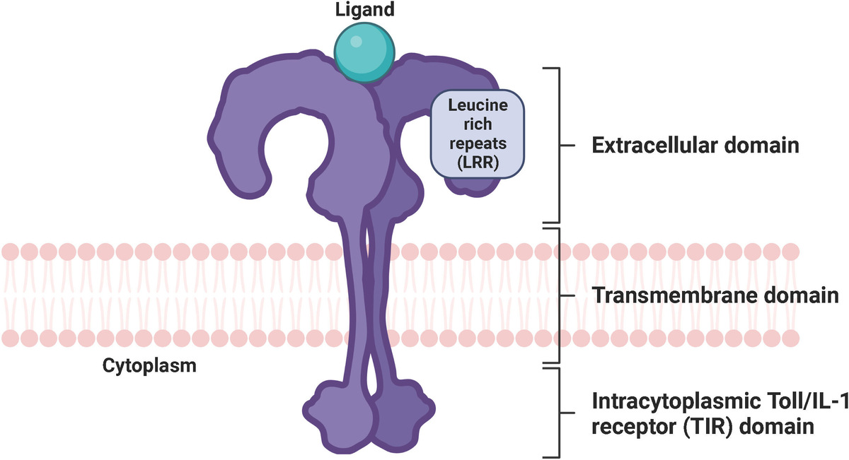    Frontiers in Immunology