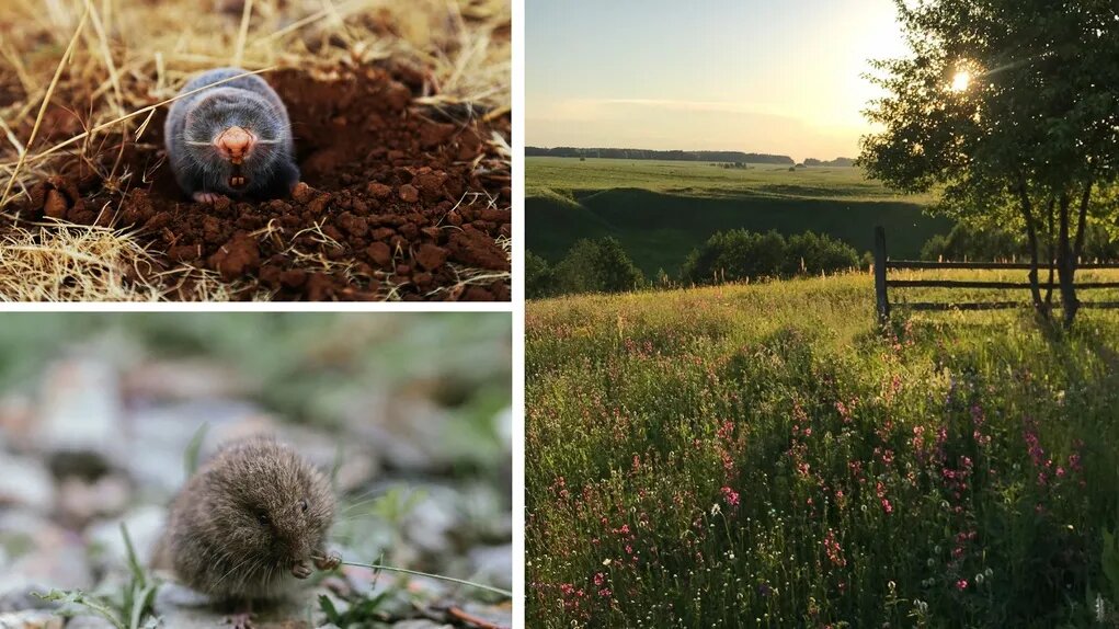 Карбыш, землеройка, крот и слепыш – основные вредители дачных угодий. Коллаж: unsplash.com, Урбан Медиа.