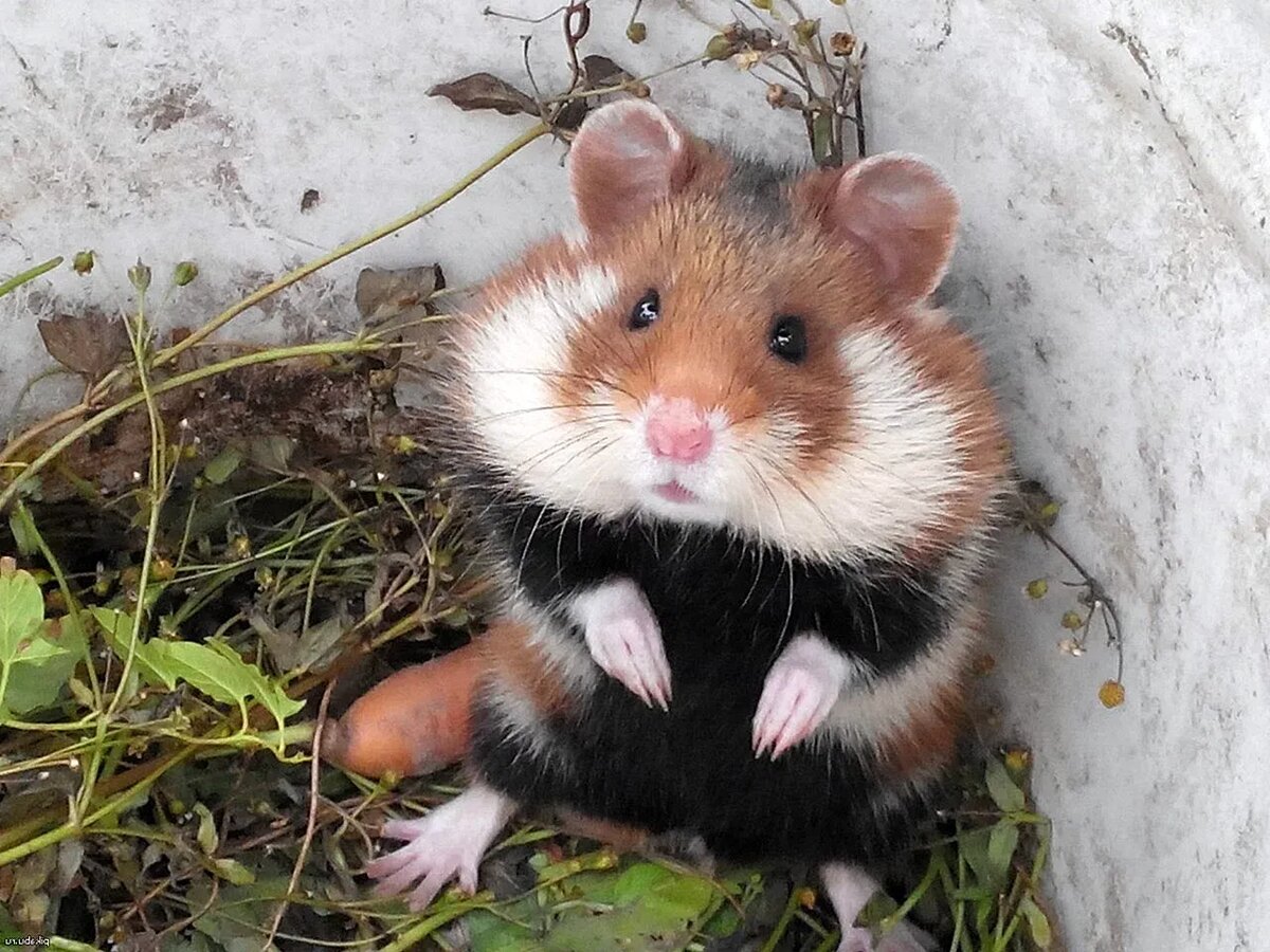 Карбыш - лесной хомяк. Фото: photy.co