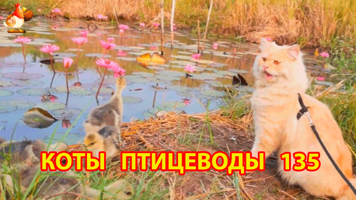 Пушистые коты птицеводы Айс и Ася (серия 135) 🪿🦆🐓 Утята и кувшинки 🐥🐤😹