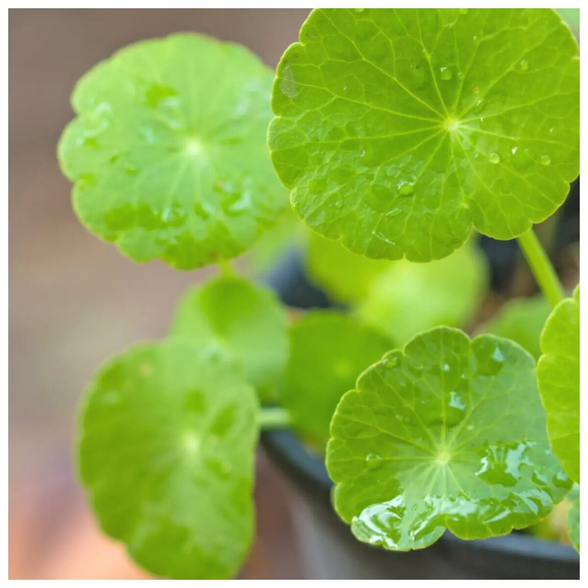    Центелла азиатская