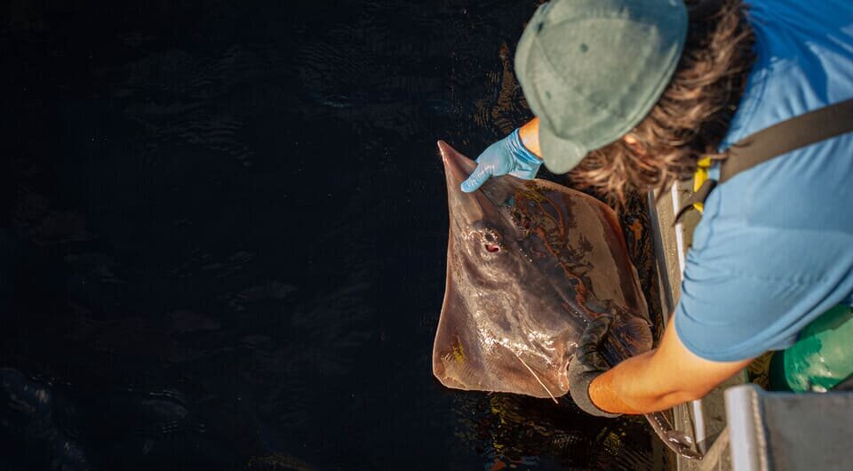   Mark Priest / University of Tasmania