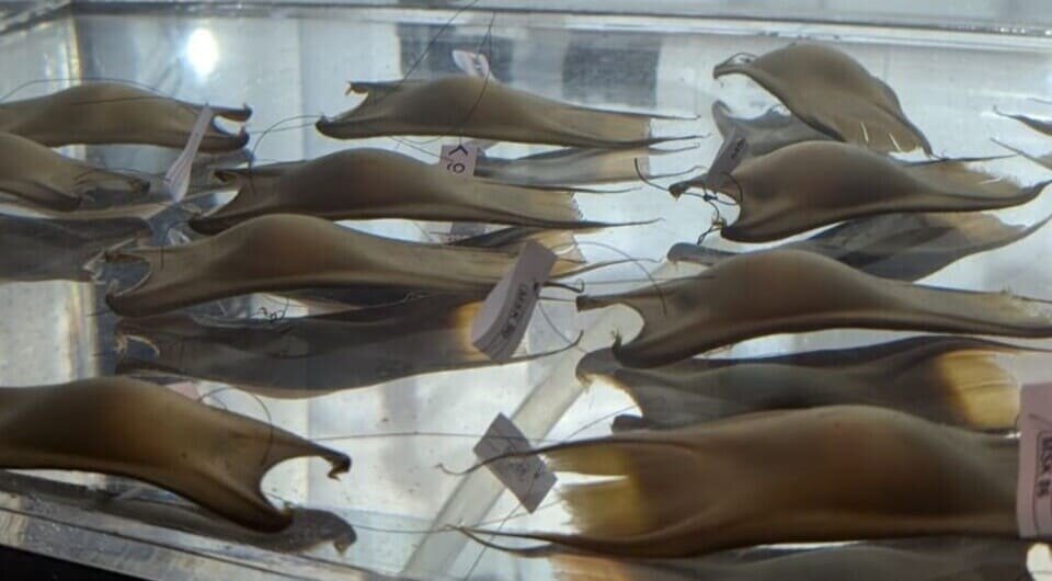   Jayson Semmens / University of Tasmania