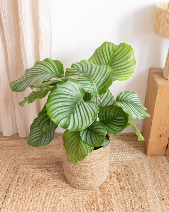 Calathea orbifolia 