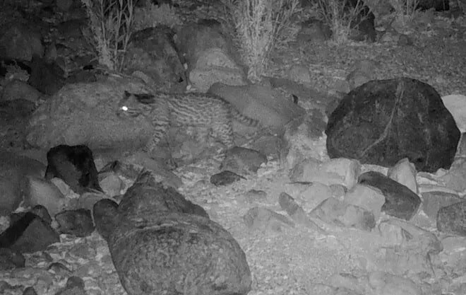    Редкого оцелота впервые за последние полвека заметили на юге Аризоны / © Phoenix Zoo
