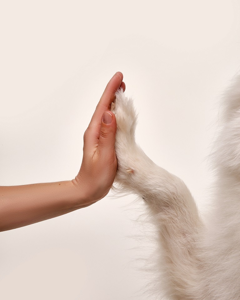 Оптовые поставщики зоотоваров. Тонкости выбора надежных бизнес-партнеров