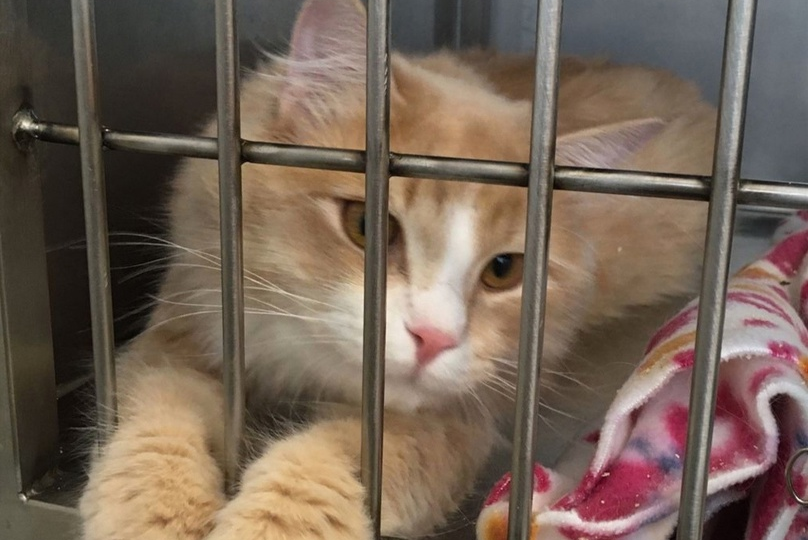 ❗ДОМА❗Принесли усыплять... Здорового, молодого домашнего мальчика.