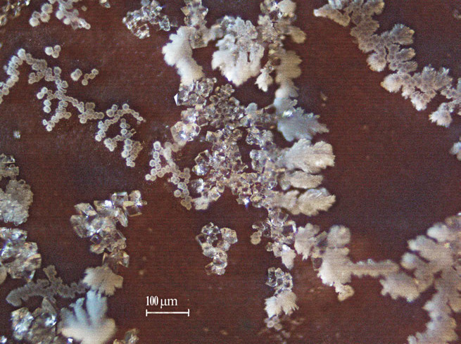 Микрофотография кристаллов солей кальция в виде высолов на поверхности бетонного изделия, сделанная при помощи оптического увеличения. (Фото взято из нашей статьи https://e-cpi.ru/%D1%81oncrete-products/4-2019-sistrom/4-2019-sistrom.html)