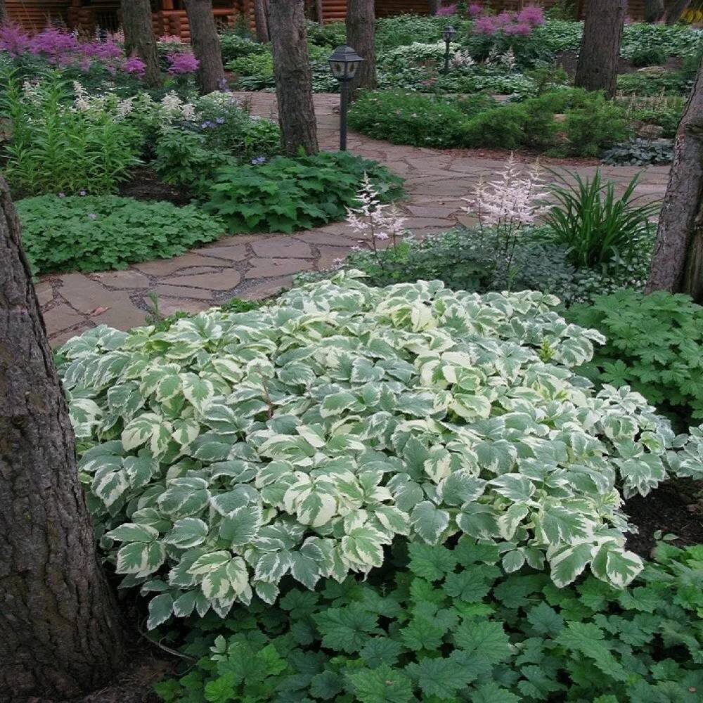 Фото взято с pinterest.com