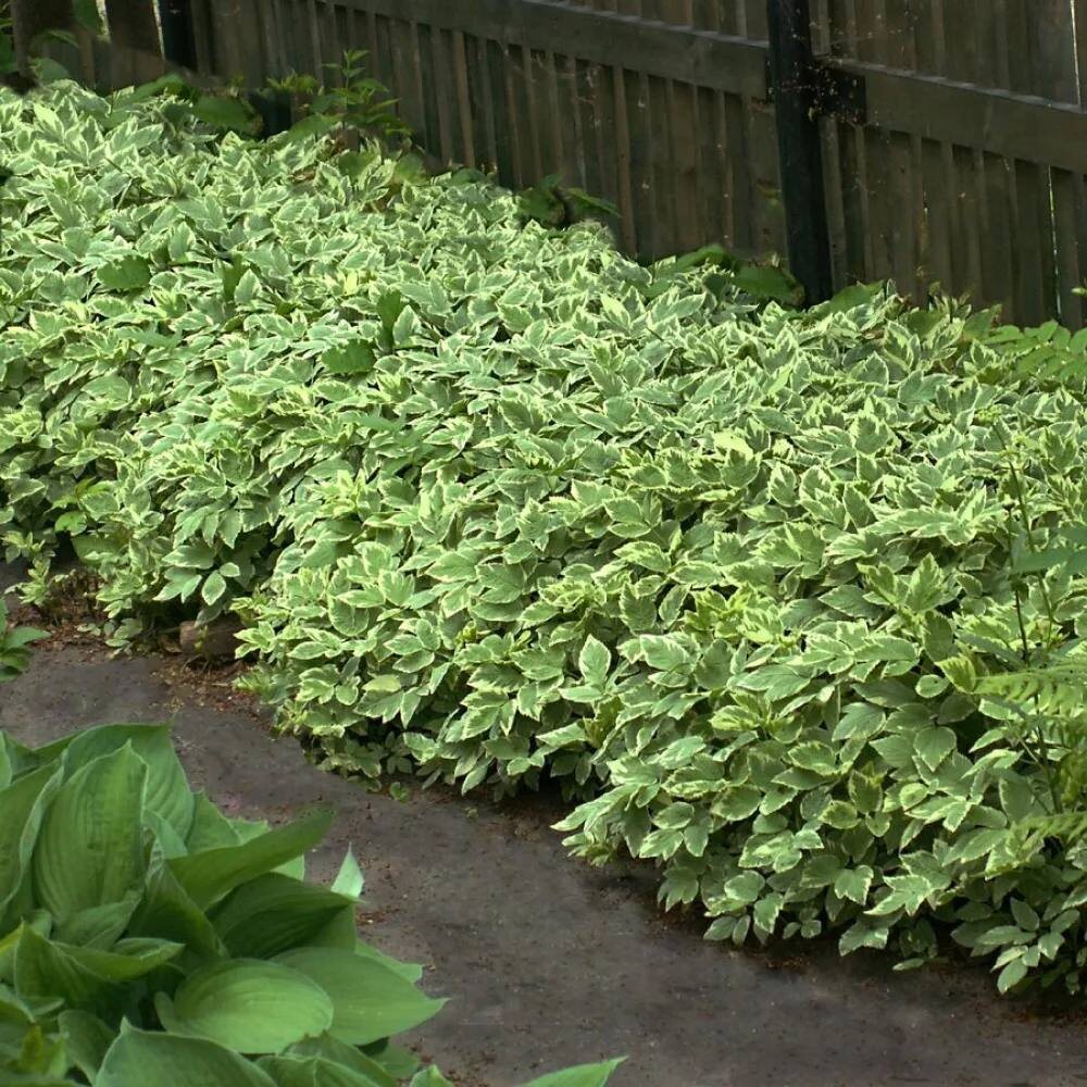 Фото взято с pinterest.com