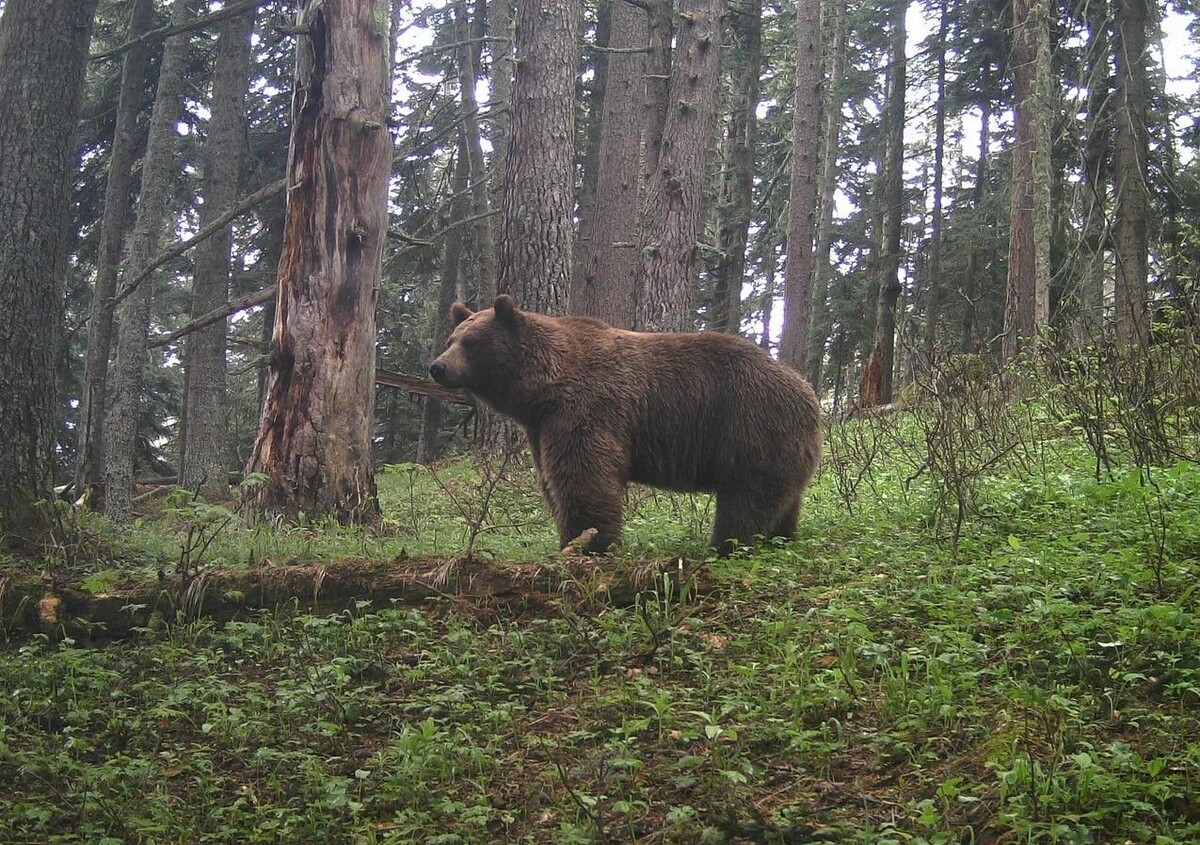 Архивные кадры фотоловушки. Фото пресс-службы Кавказского заповедника