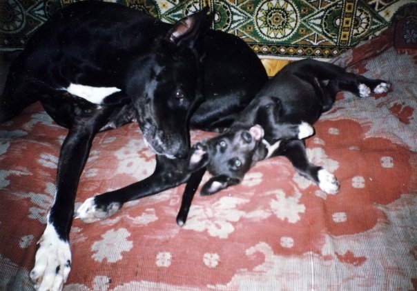 Аста и Дося