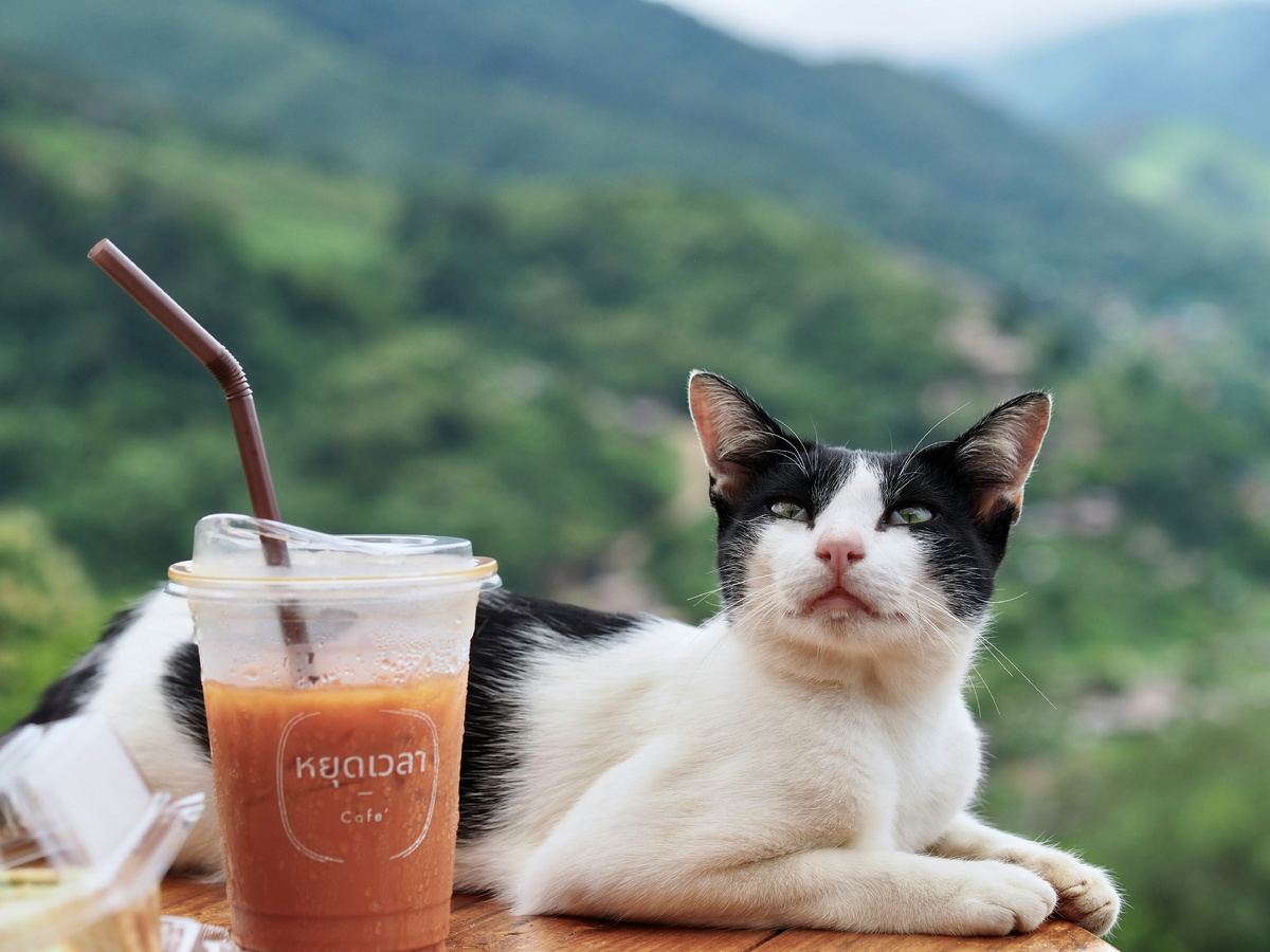 Картинка с бесплатного фотостока https://unsplash.com, автор A Pril