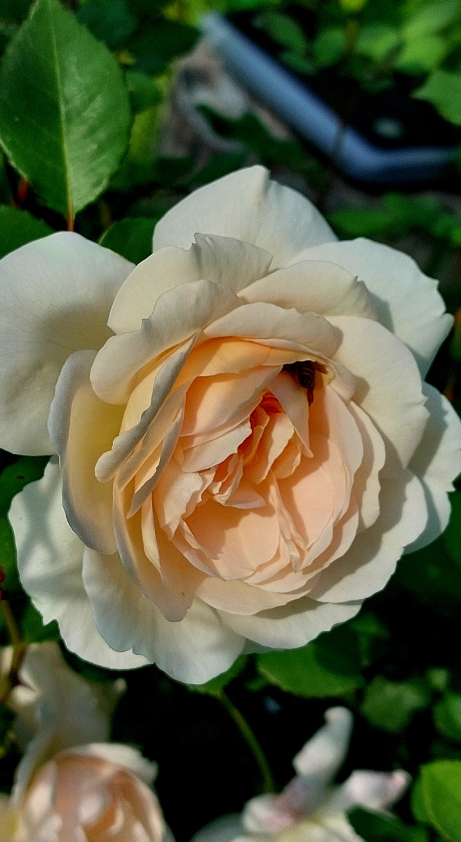 Крокус Роуз. "Остинка". И пчёлка внутри)