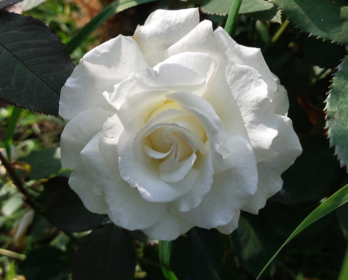 Роял Филармоник. Ч/г роза