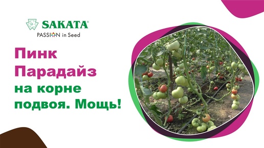 Настоящая корневая мощь! ПИНК ПАРАДАЙЗ на корне подвоя. #привитыйтомат #урожайныйтомат #кореньтомата