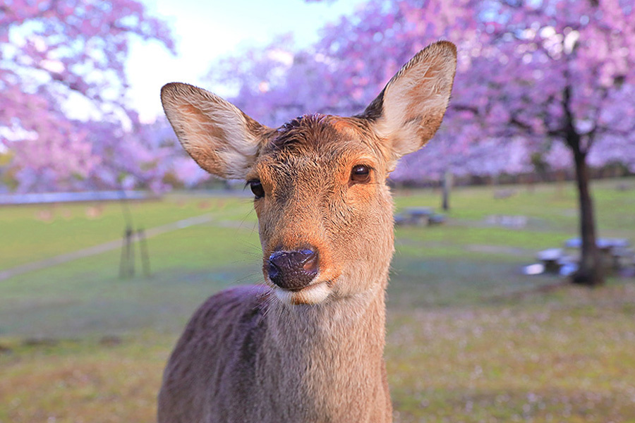 Источник: http://www.imamiya.jp/haruhanakyoko/nara/sakura/narako.htm 