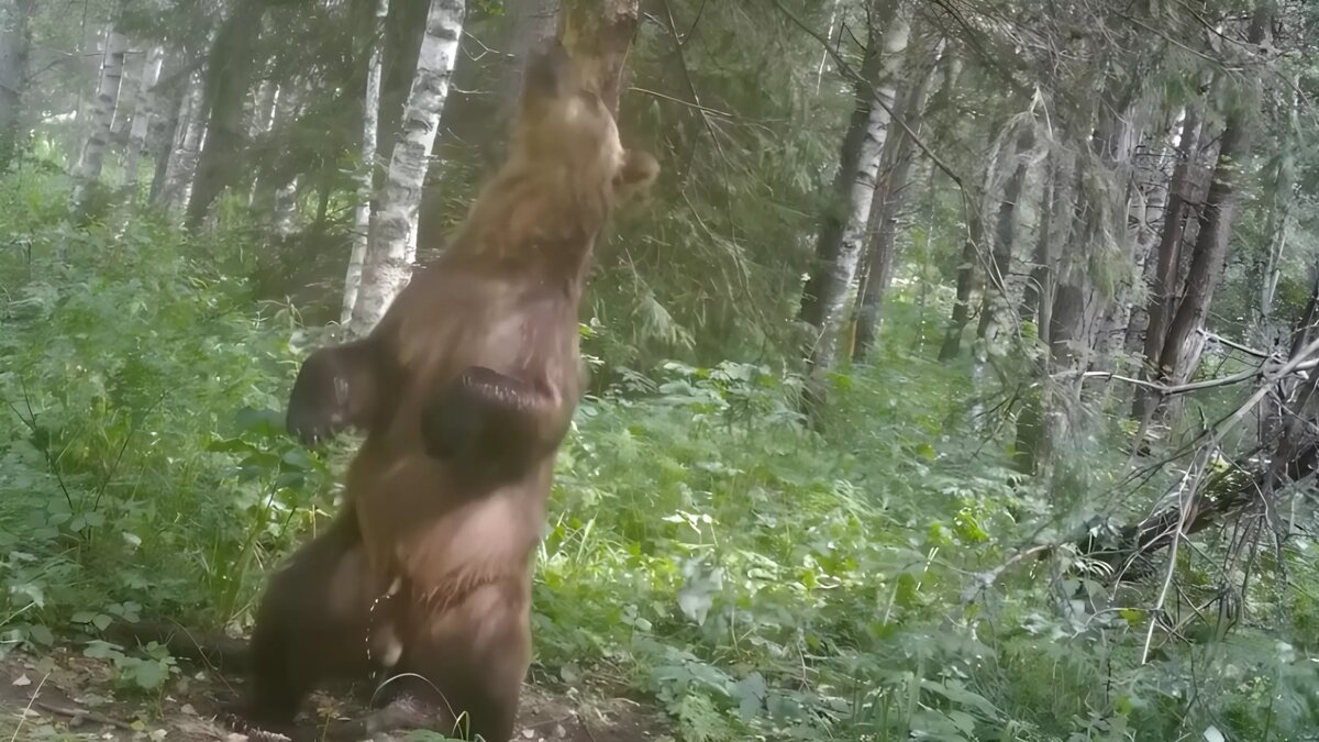     Источник: Национальный парк «Башкирия»