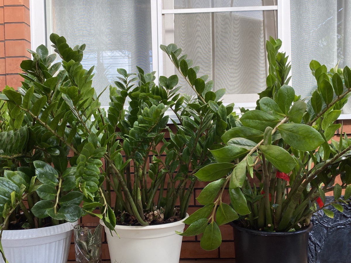 Замиокулькас замиелистный