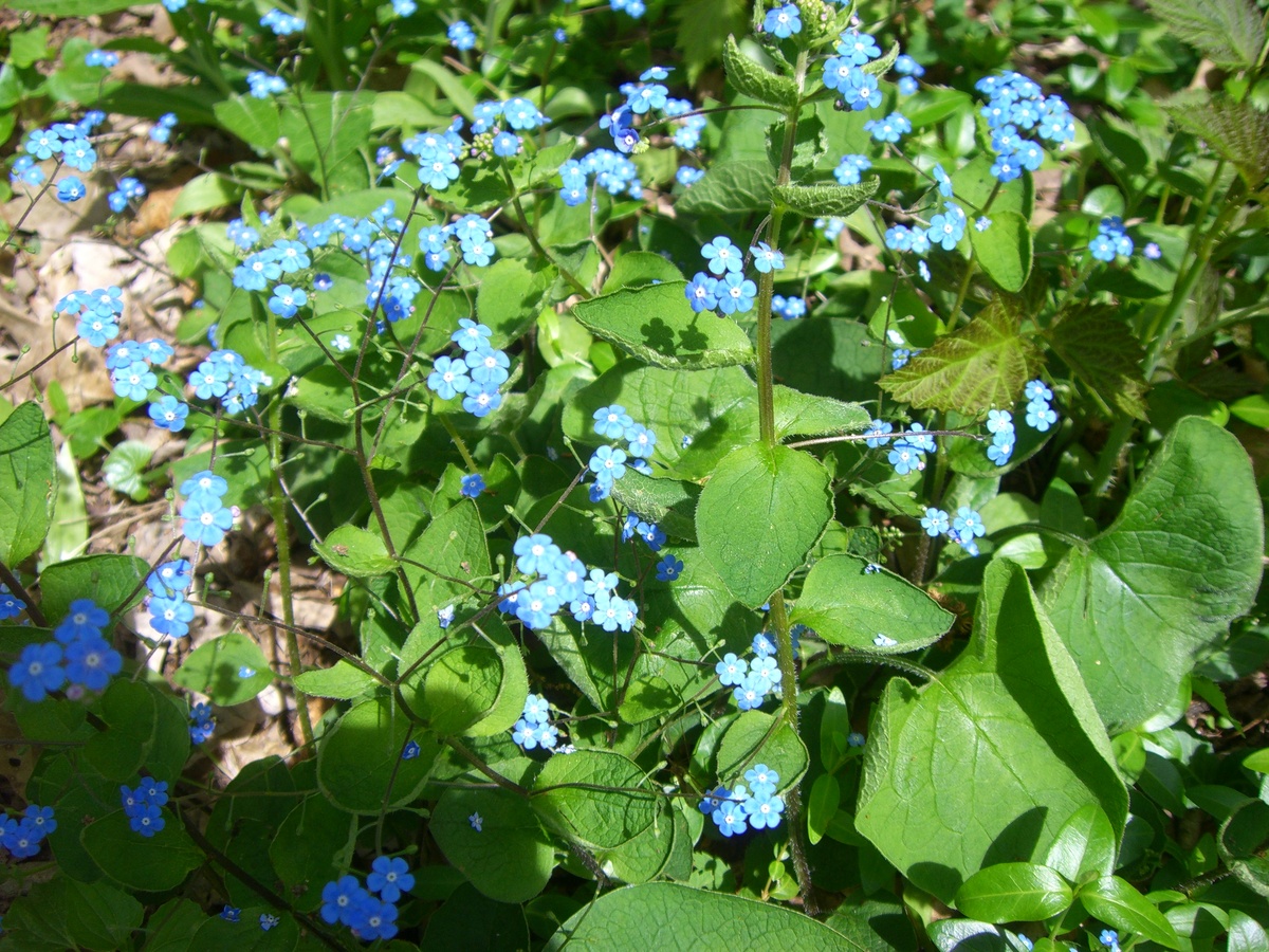 Чернокорень или циноглоссум приятный (лат. Cynoglossum amabile). Фото:  BillyBoy / Wikimedia Commons