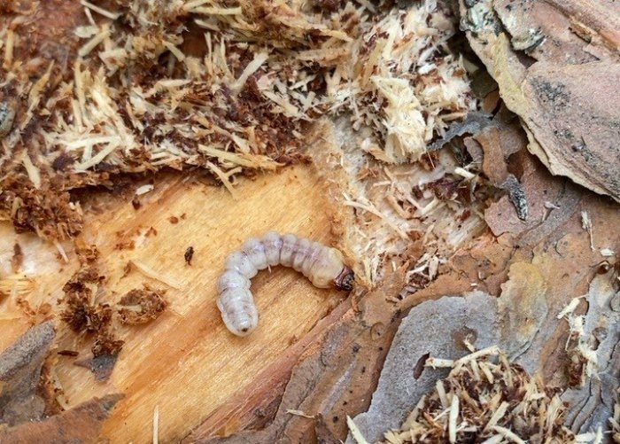 Фото: Сибирское межрегиональное управление Россельхознадзора