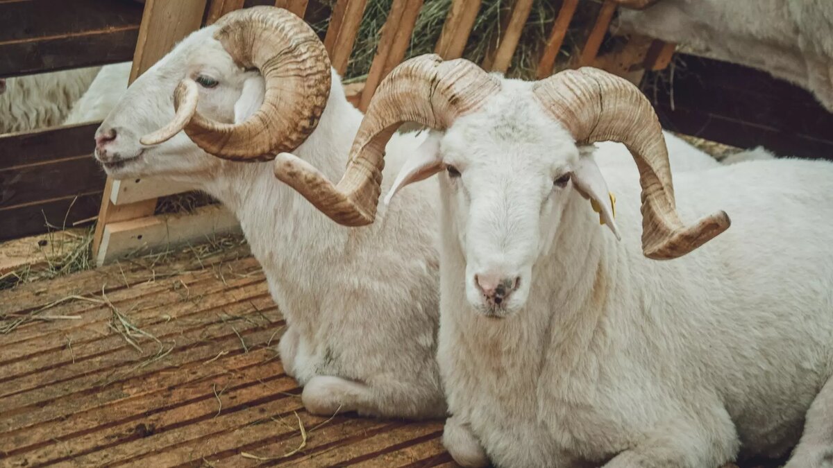     Источник: 1MI