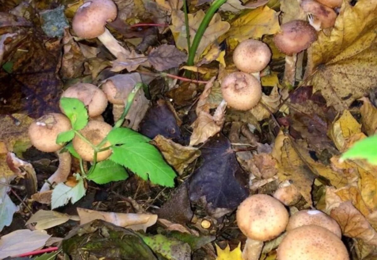    Специалисты Роспотребнадзора рассказали тулякам, как не отравиться грибами