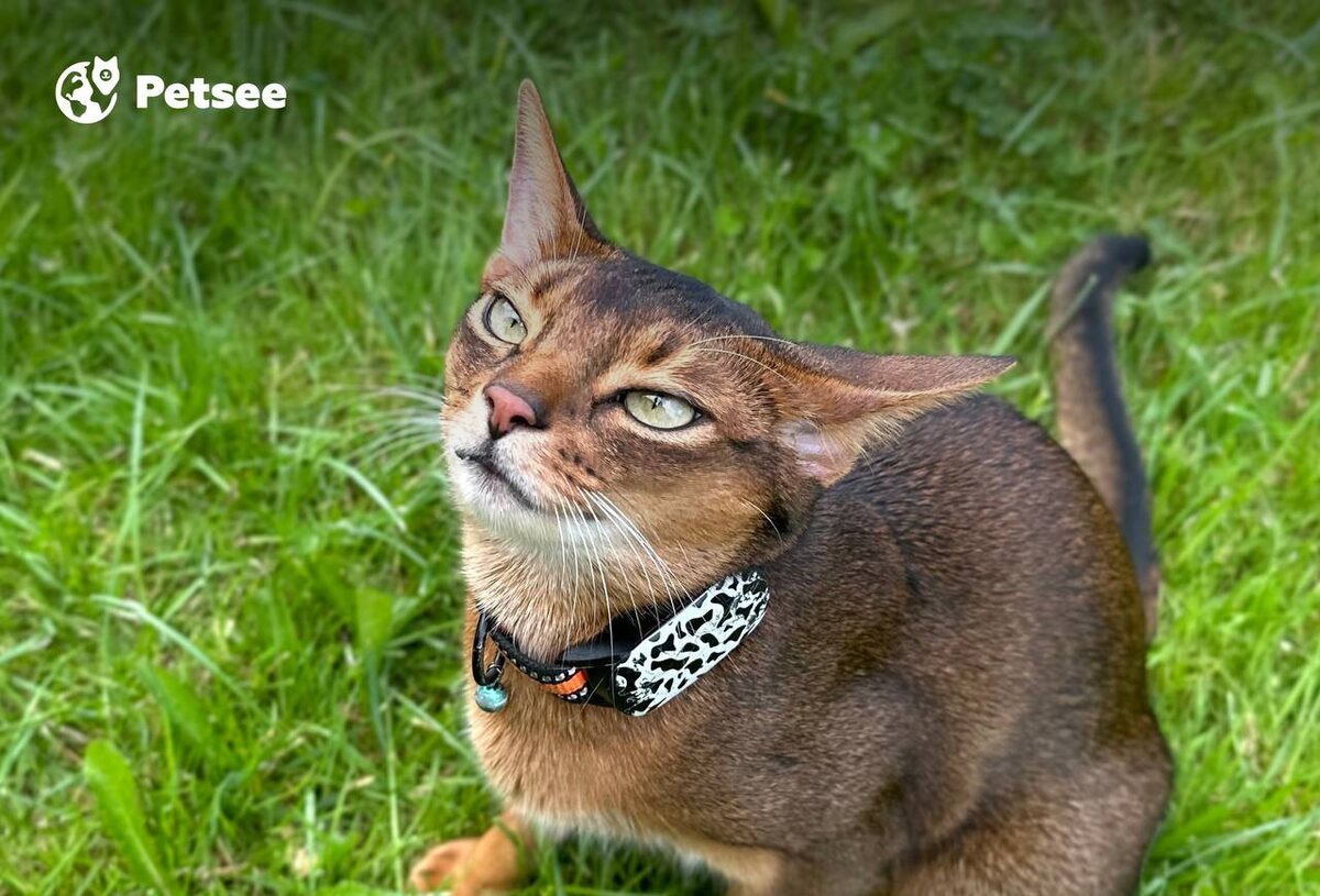 А вы знали, что абиссинские кошки склонны к побегу? Поэтому у Джейсона GPS-трекер Petsee!