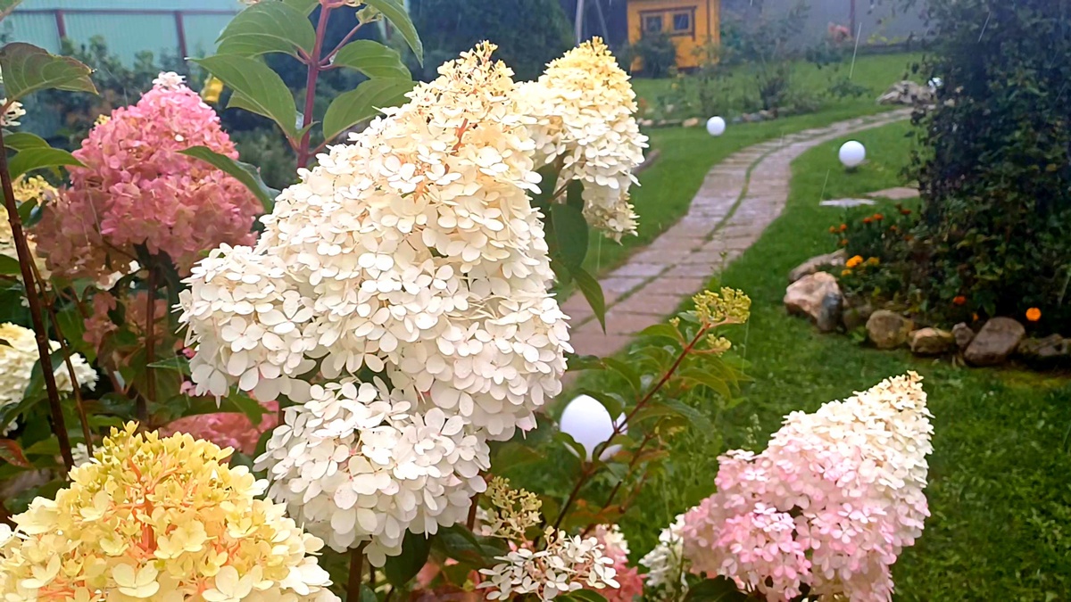 Мой сад. Авторское фото