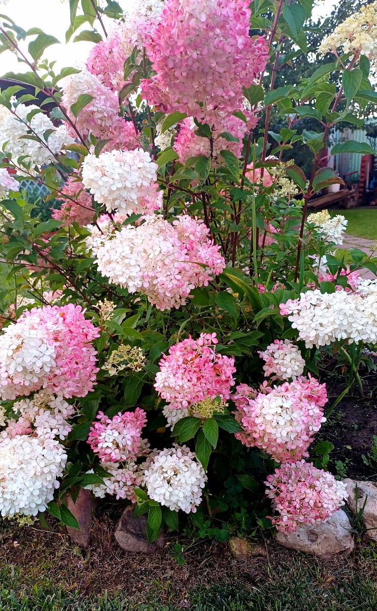 Цвет Гортензии  меняется на розовый. Авторское фото