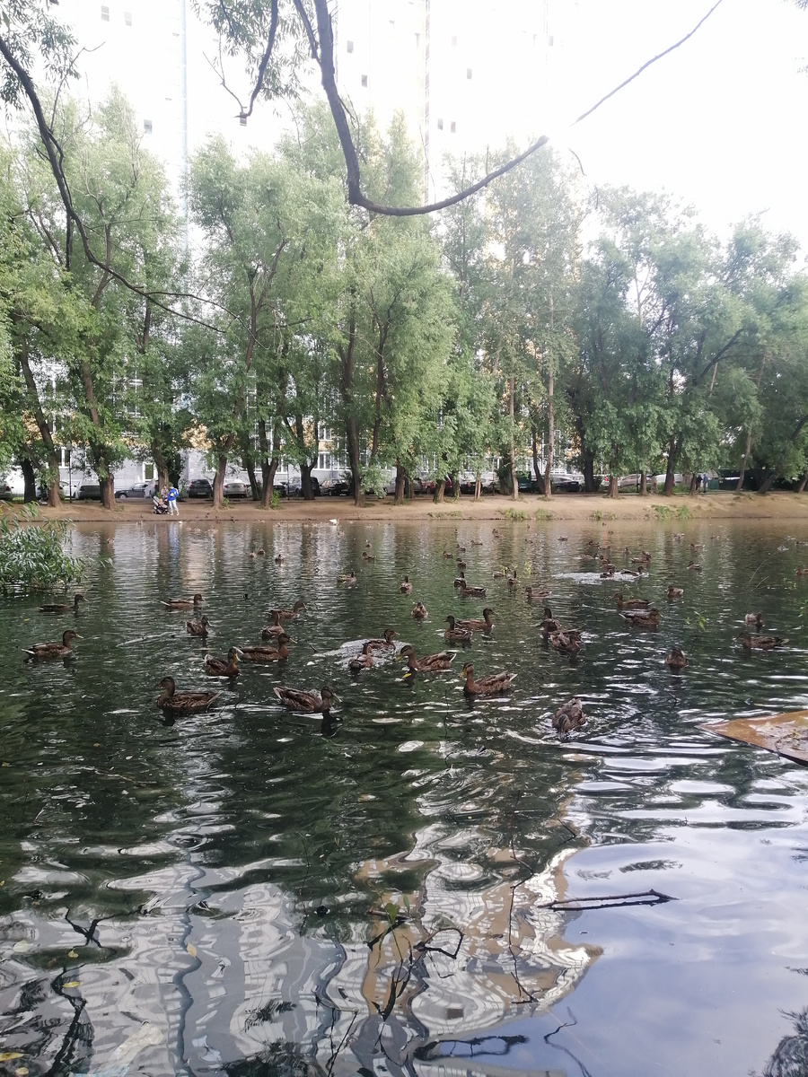 Вчера ходили кормить уток.