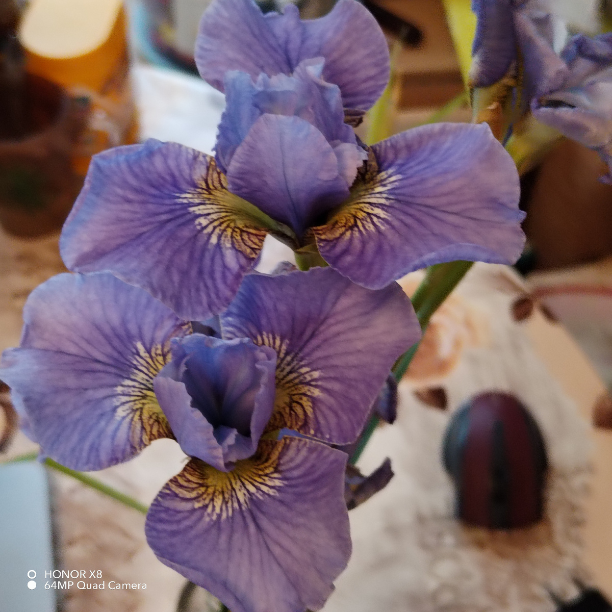 Ирисы мои голубые, как летние мечты... Из личных фото автора Лидии Шатиловой