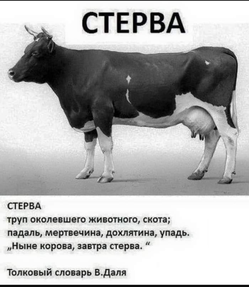 Яндекс Картинки