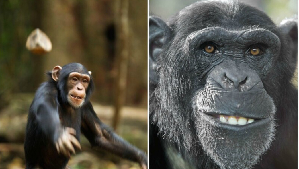 Обезьянка кидается какашками. Картинка для привлечения внимания. 