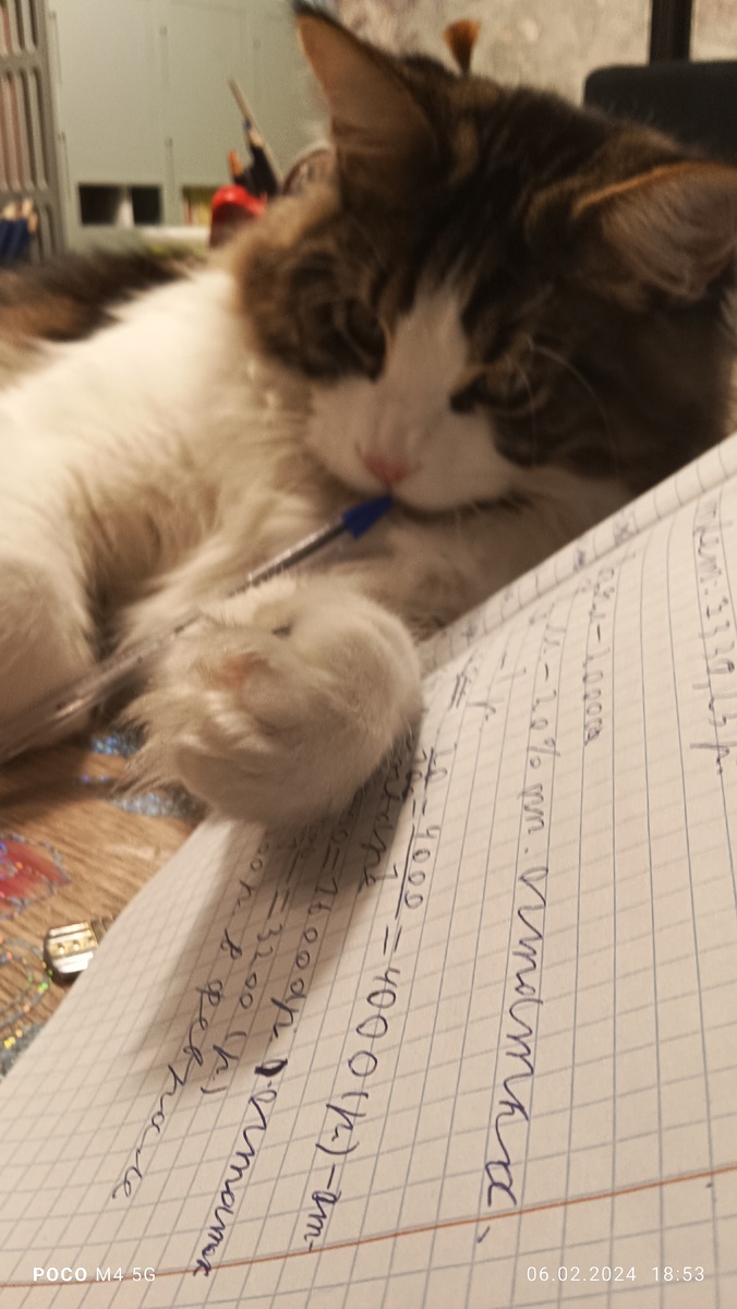 Какой умный и увлечённый кот:)