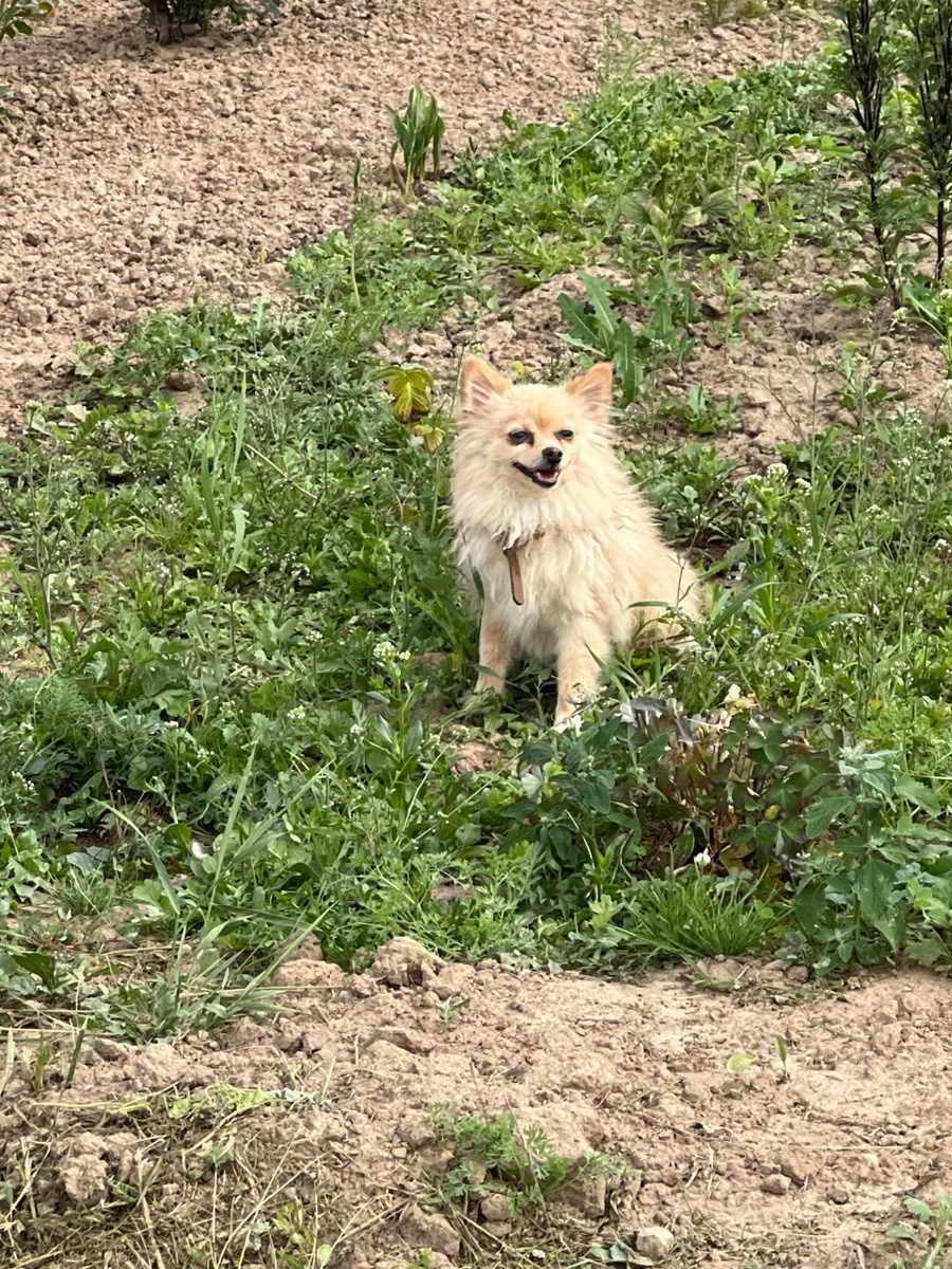 Первые вылазки на участок