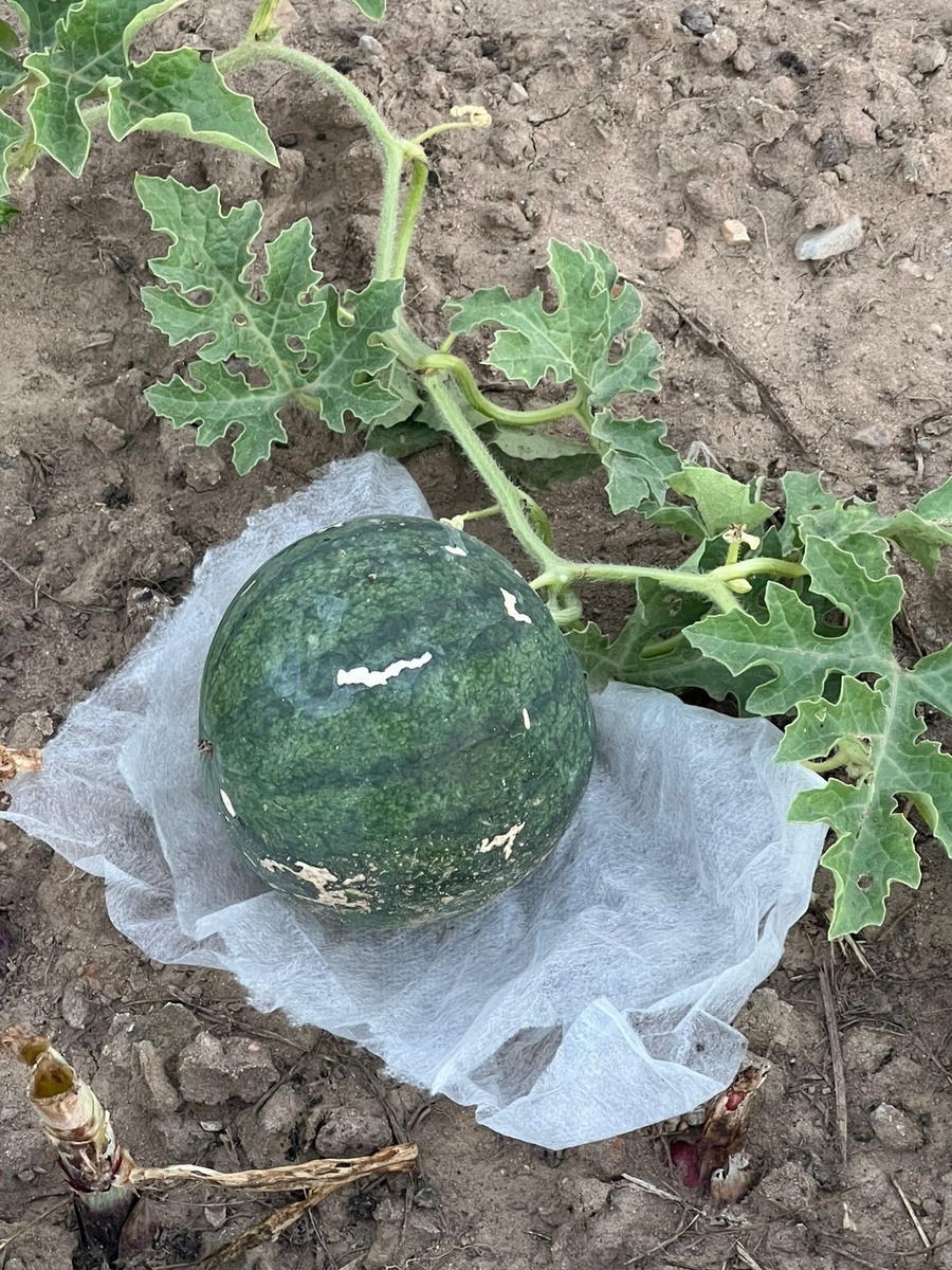 Пробовали выращивать все, что попадалось под руку!